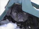 In the Snow