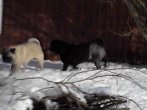 SNOWpugs!